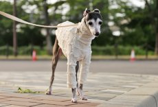 画像4: フリフリニット（ホワイト） (4)