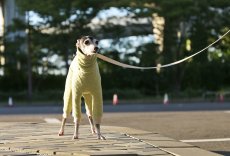 画像4: 【完成品】オーガニックコットンのキルトニット（シャルドネ） (4)