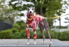 画像1: フラワー / 起毛ニット（レッド） (1)