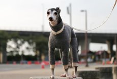 画像4: 【完成品】オーガニックコットンのキルトニット（ダブグレー） (4)