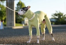 画像5: オーガニックコットンのキルトニット（シャルドネ） (5)