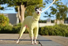 画像8: オーガニックコットンのキルトニット（シャルドネ） (8)