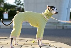 画像2: オーガニックコットンのキルトニット（シャルドネ） (2)