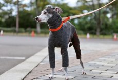 画像6: ドットのキルト＋フロッキー（ブラウン） (6)
