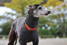 画像3: ドットのキルト＋フロッキー（ブラウン） (3)