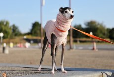 画像2: ふわふわボリュームの両面ファーフリース（ライラックミスト） (2)