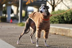 画像4: ふわふわボリュームの両面ファーフリース（クッキーブラウン） (4)