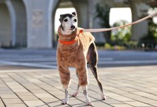 画像5: ふわふわボリュームの両面ファーフリース（クッキーブラウン） (5)