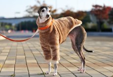 画像1: ふわふわボリュームの両面ファーフリース（クッキーブラウン） (1)