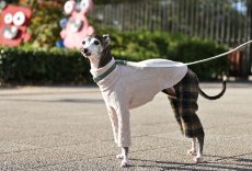 画像2: 縄編み起毛ジャガード+チェックパンツ（エクリュ） (2)