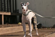 画像1: 縄編み起毛ジャガード+チェックパンツ（エクリュ） (1)