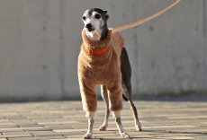 画像2: ふわふわボリュームの両面ファーフリース（クッキーブラウン） (2)