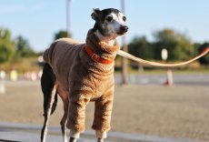 画像6: ふわふわボリュームの両面ファーフリース（クッキーブラウン） (6)