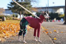 画像1: ワッフルニット+パイル起毛パンツ（ルビーレッド） (1)