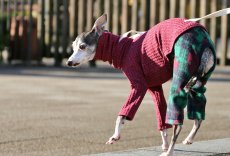 画像5: ワッフルニット+パイル起毛パンツ（ルビーレッド） (5)