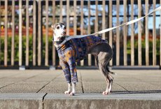 画像4: 吸湿発熱ソリストサーモ（オレンジ） (4)