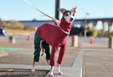 画像2: ワッフルニット+パイル起毛パンツ（ルビーレッド） (2)