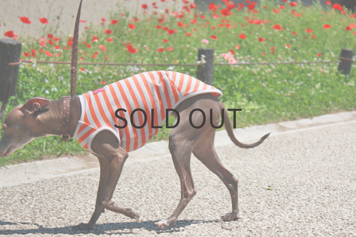 画像4: オレンジボーダー (4)