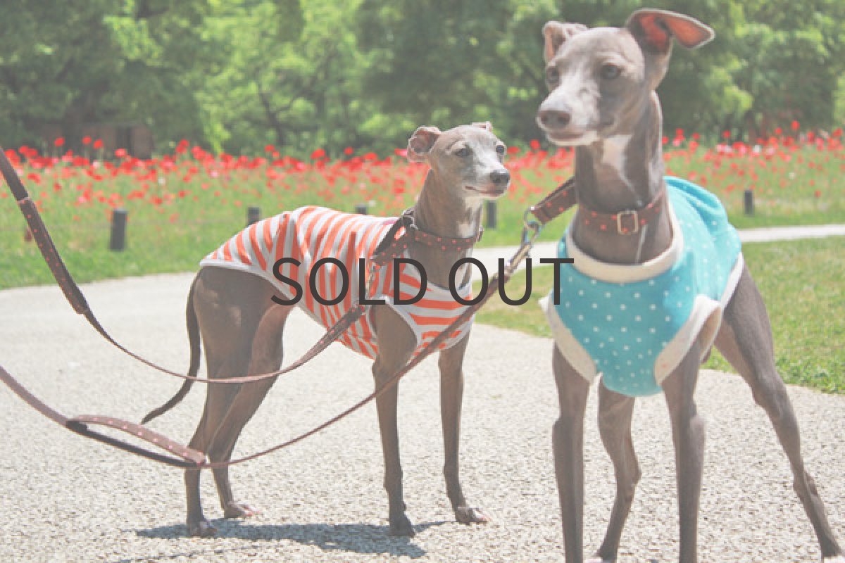 画像3: オレンジボーダー (3)