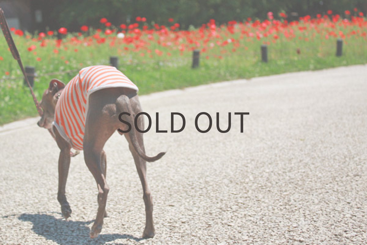 画像2: オレンジボーダー (2)