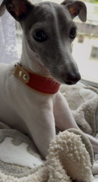 レビュー338-投稿画像1