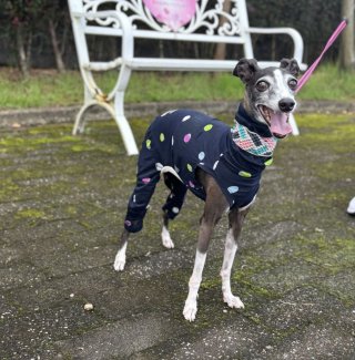 レビュー332-投稿画像1