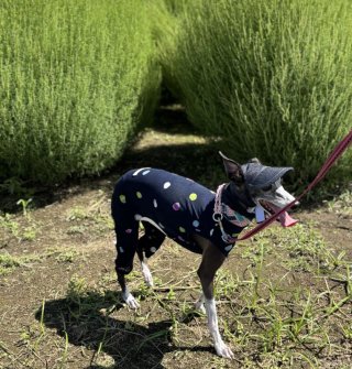 レビュー332-投稿画像2