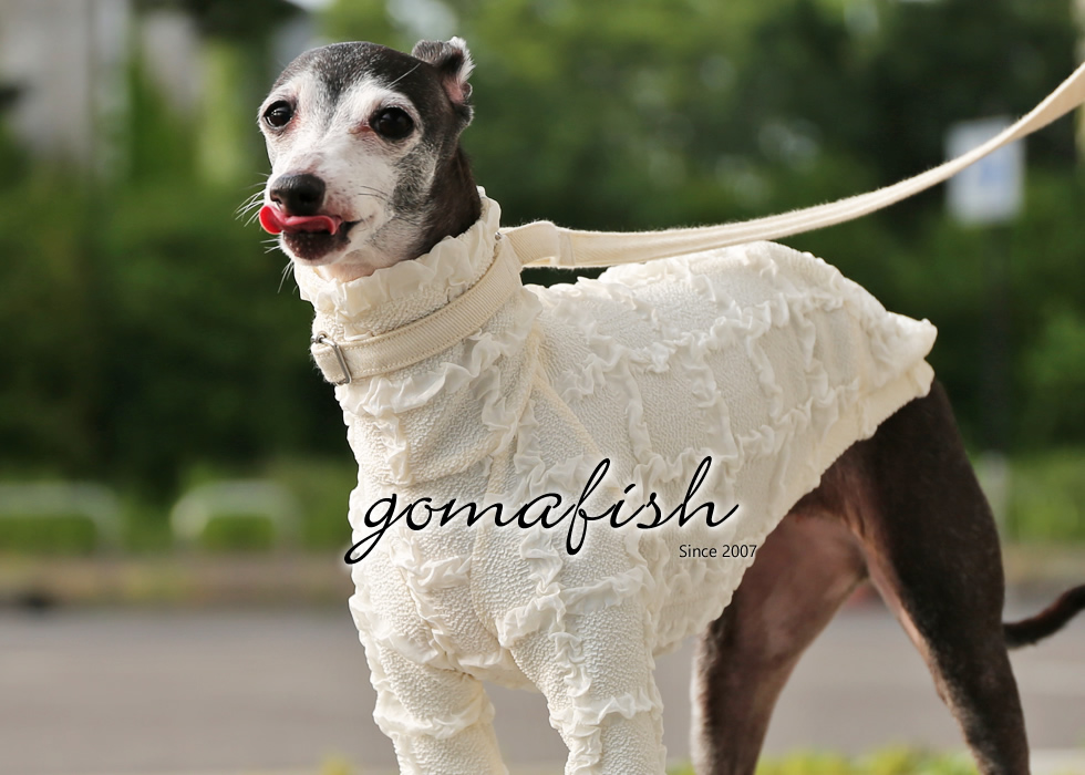 イタグレとの暮らしgomafish