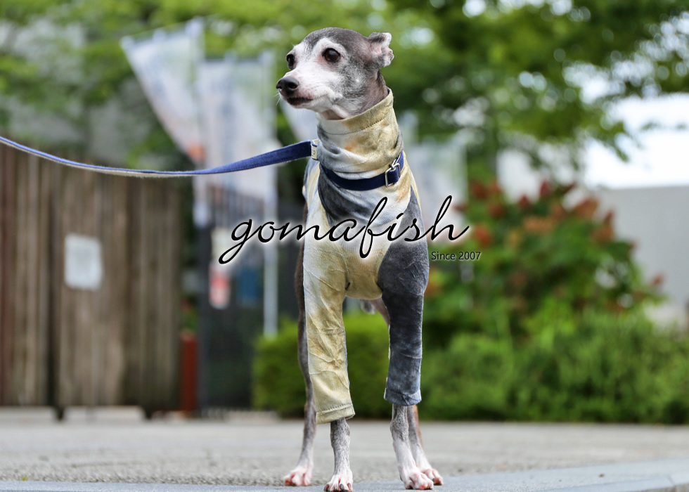 イタグレとの暮らしgomafish