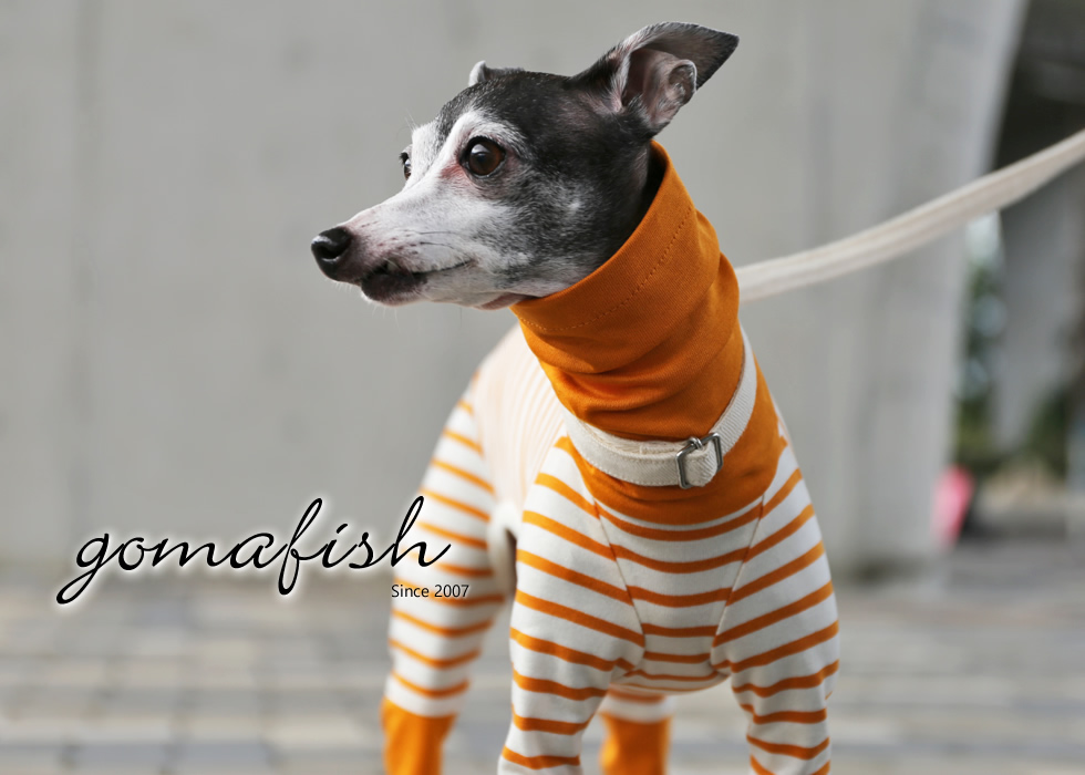 イタグレとの暮らしgomafish