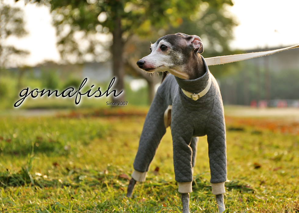 イタグレとの暮らしgomafish