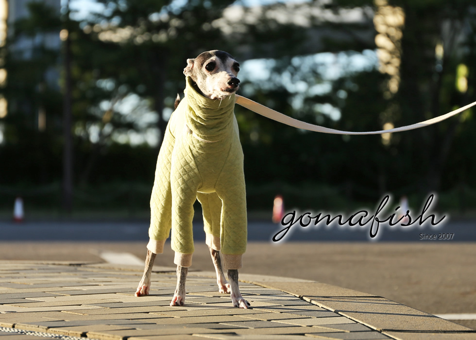 イタグレとの暮らしgomafish