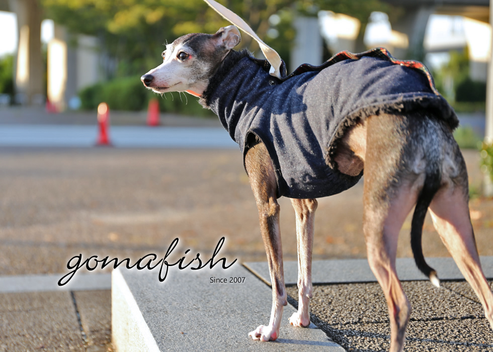 イタグレとの暮らしgomafish