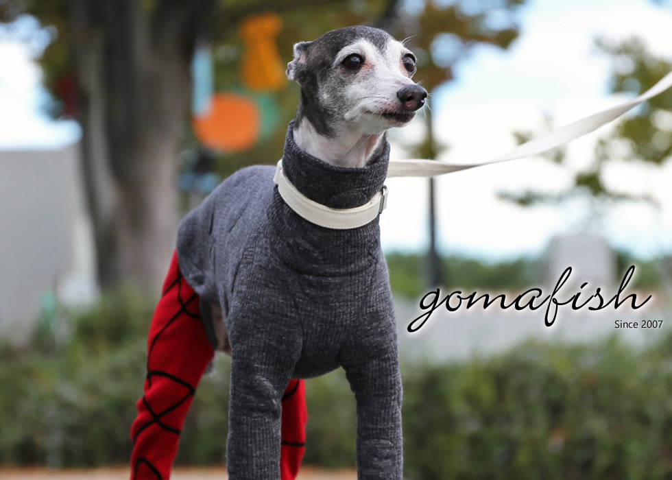 イタグレとの暮らしgomafish