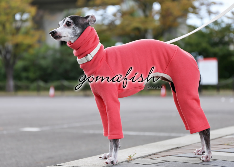 イタグレとの暮らしgomafish