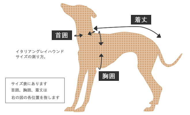 イタリアングレーハウンド ヌードサイズの測り方